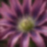 Close-up view of the vibrant Blazing Star Flower petals showcasing their intricate structures.