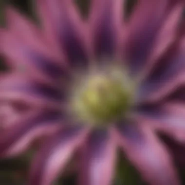 Close-up view of the vibrant Blazing Star Flower petals showcasing their intricate structures.