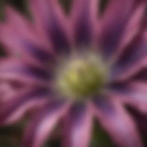 Close-up view of the vibrant Blazing Star Flower petals showcasing their intricate structures.