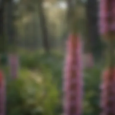 Illustration depicting the taxonomy of the Blazing Star Flower, showcasing its classification.