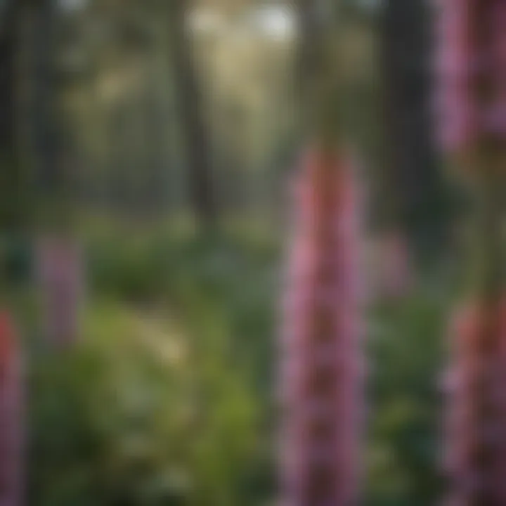 Illustration depicting the taxonomy of the Blazing Star Flower, showcasing its classification.