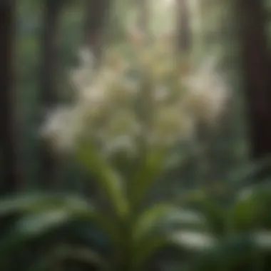 Botanical elegance of blooming milkweed