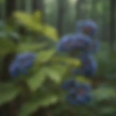 Majestic Blue Cohosh Berries