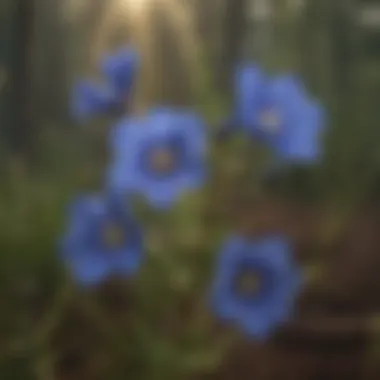 Wild Blue Flax Flower in Natural Habitat