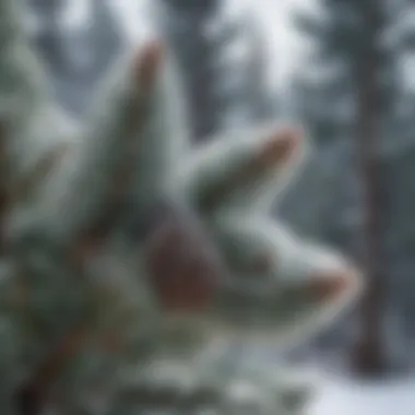 Blue Spruce cones against a backdrop of snowy landscape