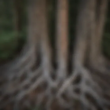 Blue Spruce tree roots intertwined with the forest floor