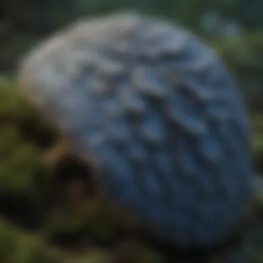 Close-Up of Blue Turkey Tail Mushroom's Intricate Patterns