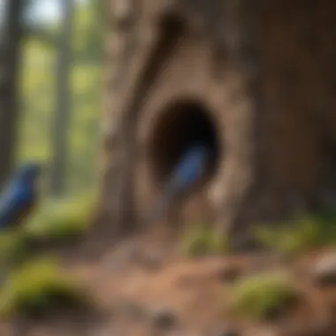 Analyzing Bluebird Hole Size Variations Bluebird House Hole Size Comparison