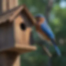 Majestic Bluebird Perched on Bluebird House