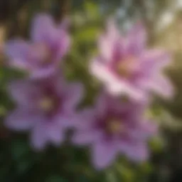 Botanical Beauty of Central Texas Clematis