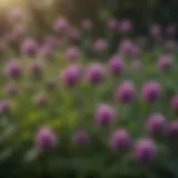 Botanical elegance of purple clover close-up