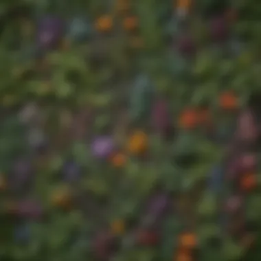 Botanical illustration of various medicinal herbs in intricate detail