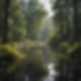 Botanical Reservoir of Water