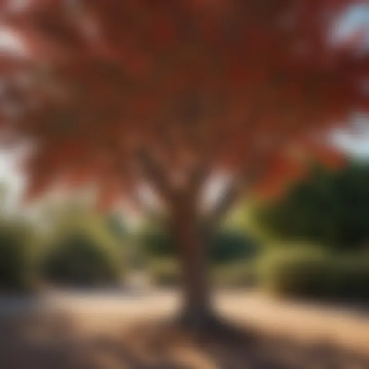 Brazilian Pepper Tree invasive spread in Arizona