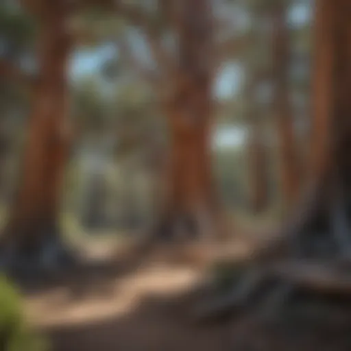 Ancient Bristlecone Pine Forest