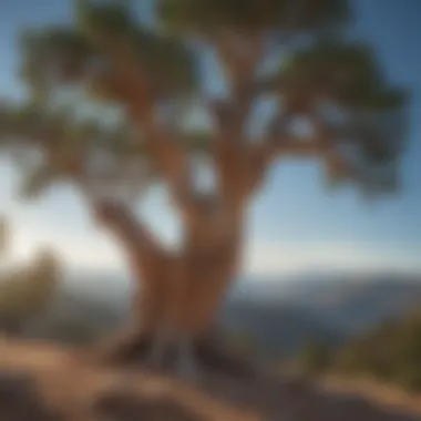 Majestic Bristlecone Pine tree in Wyoming