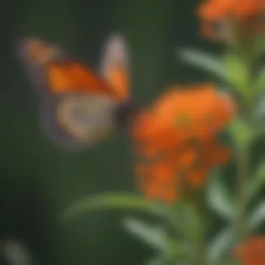 Close-up of a butterfly perched on butterfly milkweed