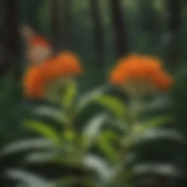 Illustration of medicinal properties of butterfly milkweed