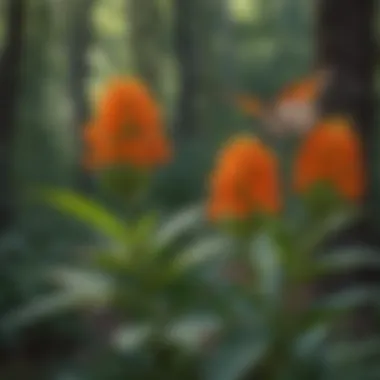 Butterfly milkweed plants thriving in their native habitat