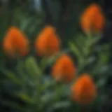 The Attractive Blossoms of Butterfly Milkweed Vibrant flowers of butterfly milkweed in a natural setting