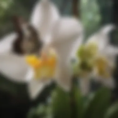 Butterfly Pollinating a Delicate Orchid