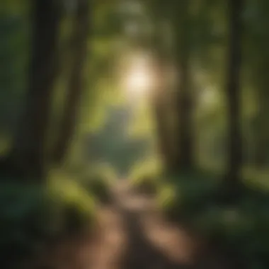 Sunlight Filtering Through Canopy Over Cache Creek Sunlight Filtering Through Canopy Over Cache Creek