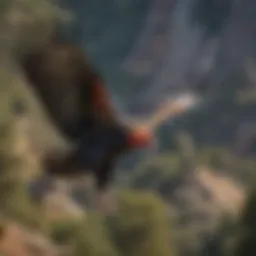 Majestic California Condor in Flight