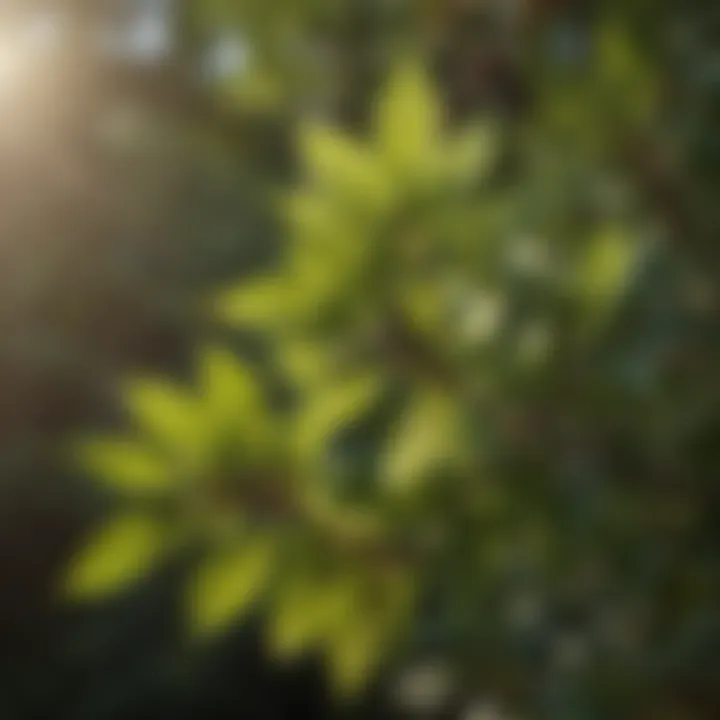 California Sweetshrub Leaves in Sunlight