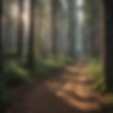 Explore the Pine Trails Trail lined with pine trees inviting exploration