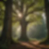 Lush canopy tree in a sunlit forest