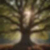 Majestic oak tree symbolizing carbon capture