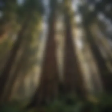 Tower of Strength: Redwoods at Cedar Ridge Majestic Redwood Trees at Cedar Ridge Campground