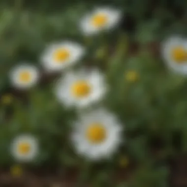 Chamomile: Herbal Tranquility Elixir Illustration of Chamomile Plant