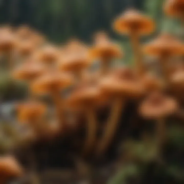 Close-up of mature chanterelle spores under a microscope