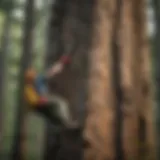 Tree Climbing Spike in Action