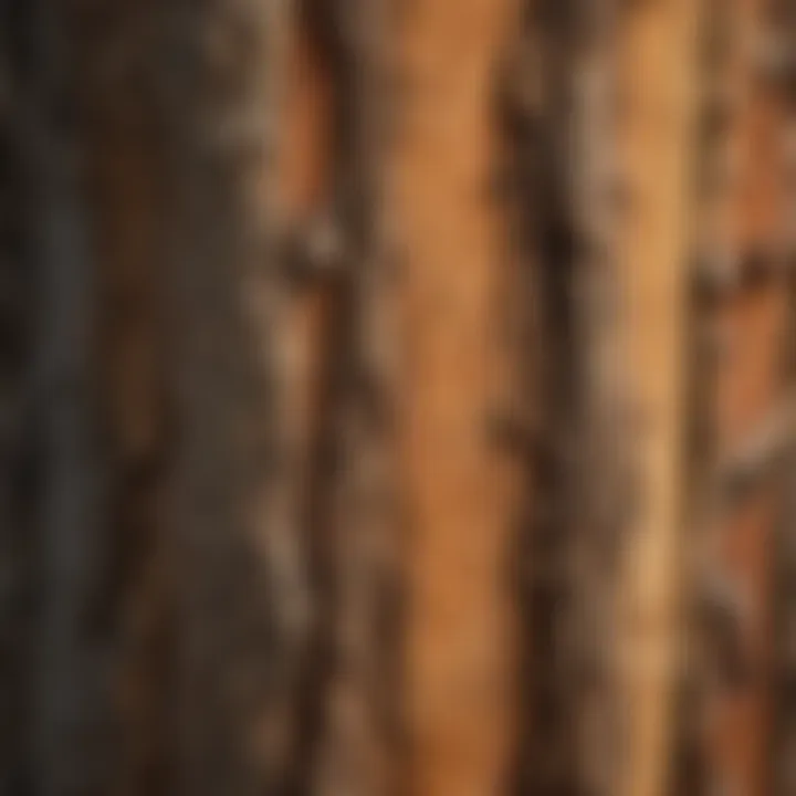 Close-Up of Arizona Cypress Bark Texture Close-Up of Arizona Cypress Bark Texture
