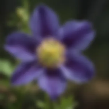 Intricate Petals of the Columbine Close-Up of Colorado Columbine Flower's Intricate Petals