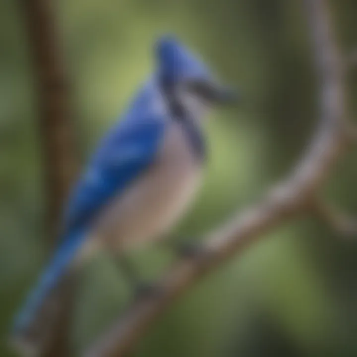 Close-up of colorful plumage of a Ranger Blue Jay