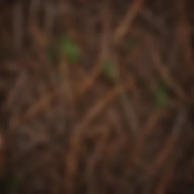 Close-up of Coulter pine needles and bark texture