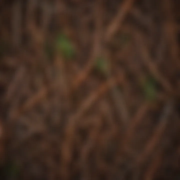 Close-up of Coulter pine needles and bark texture