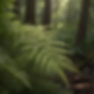 Close-up of a delicate woodland fern in natural habitat