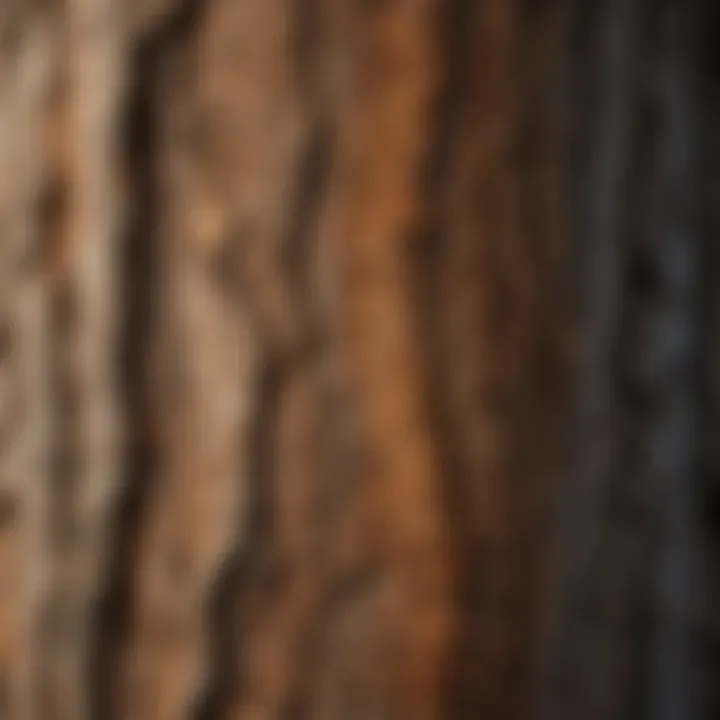 Close-up of intricate tree bark texture