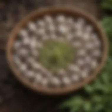 Detailed View of Common Milkweed Seeds for Planting Close-up of common milkweed seeds ready for planting