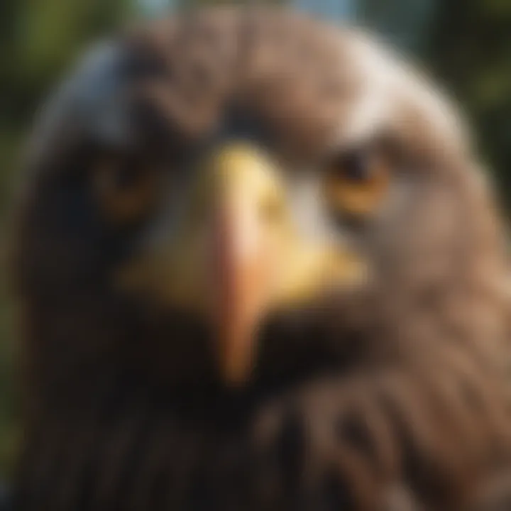 Close-up of American Eagle's piercing gaze in Clackamas