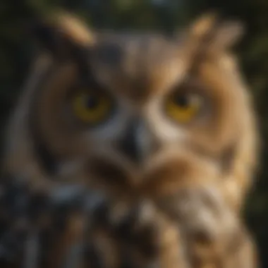Mesmerizing Gaze of the Nocturnal Hunter Close-up of an Owl's piercing yellow eyes in the moonlight