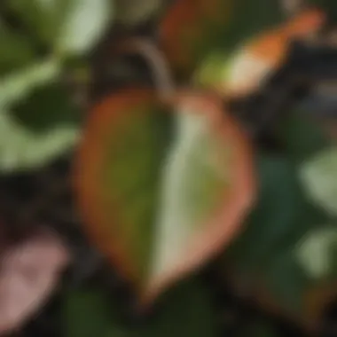 Close-up of poison ivy leaves