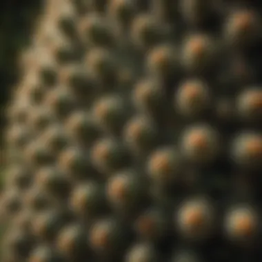 Close-up of Prickly Hedge Cactus Spines