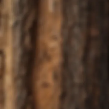 Close-up view of unique bark texture on toasted chestnut lowes