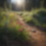 Native Wildflowers of Colorado Vibrant native wildflowers in Colorado landscape