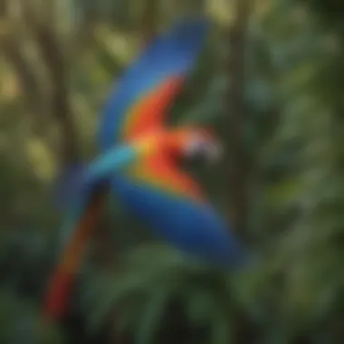 Colorful Macaw in Flight at Hampton Bay Pinnacle Park